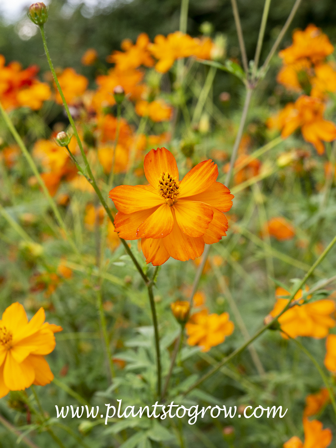 Monas Orange Cosmos Cosmos Sulphureus Plants To Grow Plants